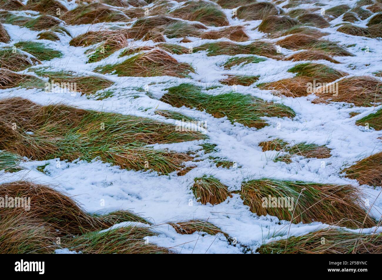 Neige profonde sur l'herbe aux restes de la carrière de Ricklow à la tête de Lathkill Dale dans le Derbyshire. Banque D'Images