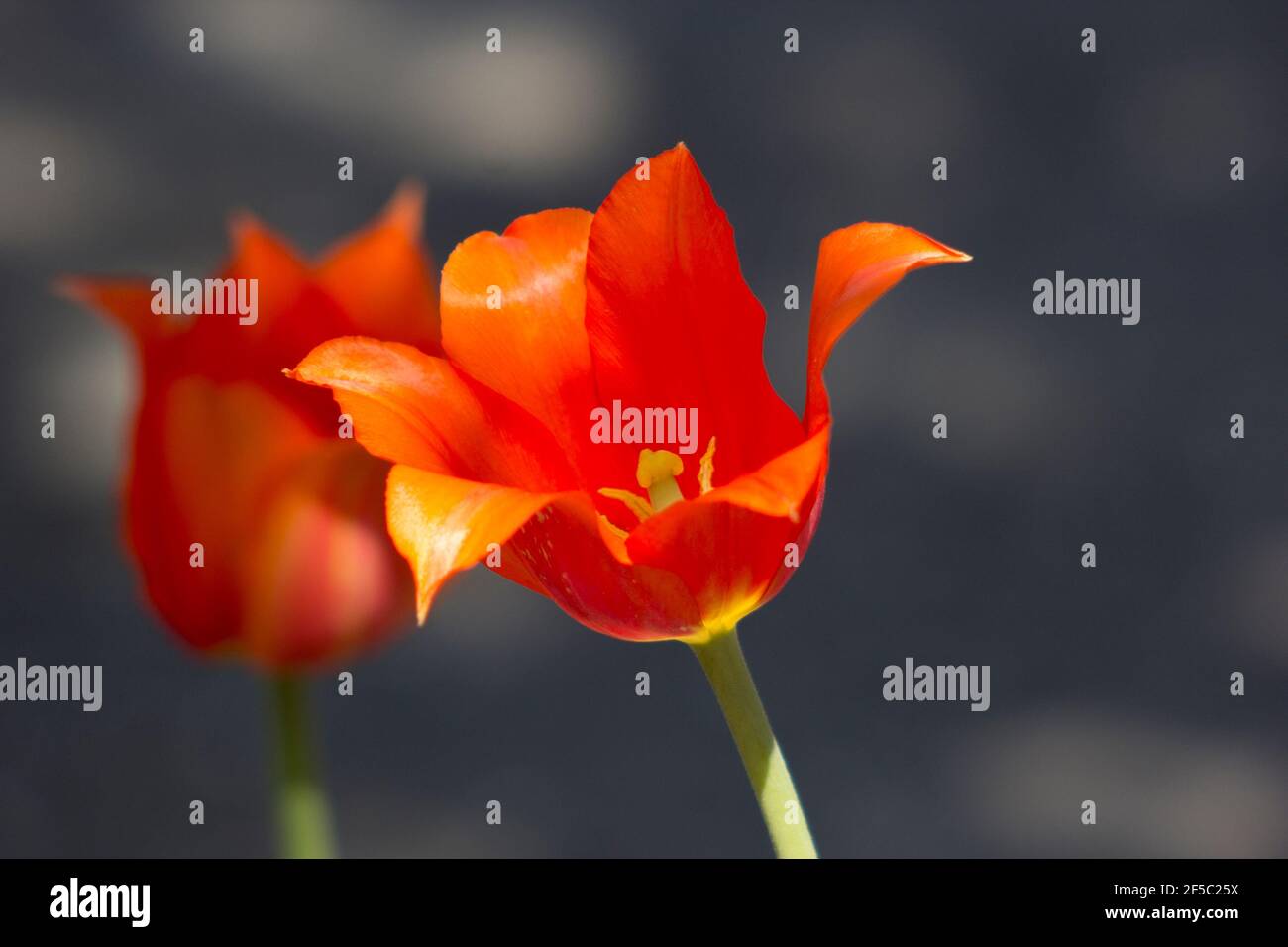 Tulipe orange avec pétales ouvrant Banque D'Images