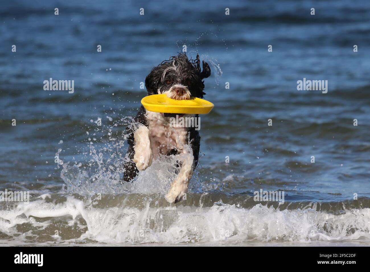 Un chien d'eau jouant dans les vagues à l'océan récupération d'un frisbee jaune Banque D'Images