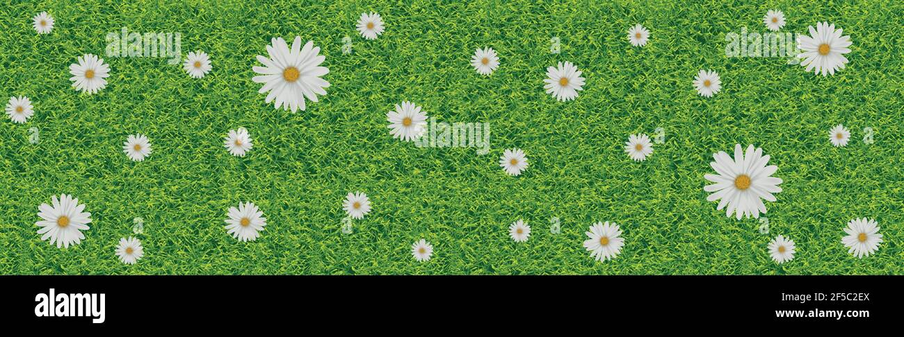 Pelouse verte réaliste avec beaucoup de fleurs de pâquerettes - Vector illustration Illustration de Vecteur