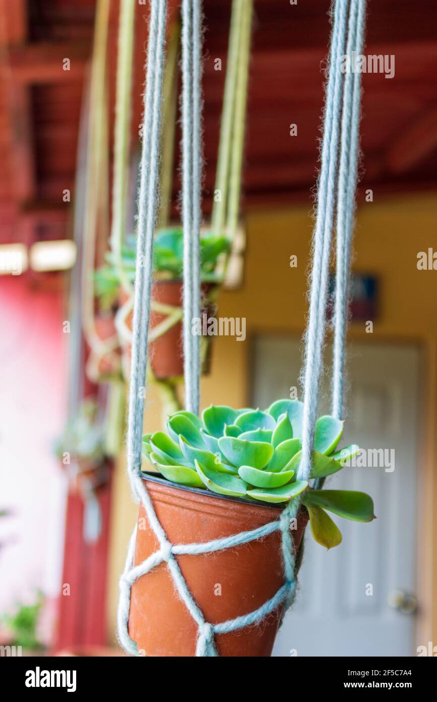 Sedum dans les pots en plastique orange sont suspendus par des cintres de corde d'un plafond de porche. Banque D'Images