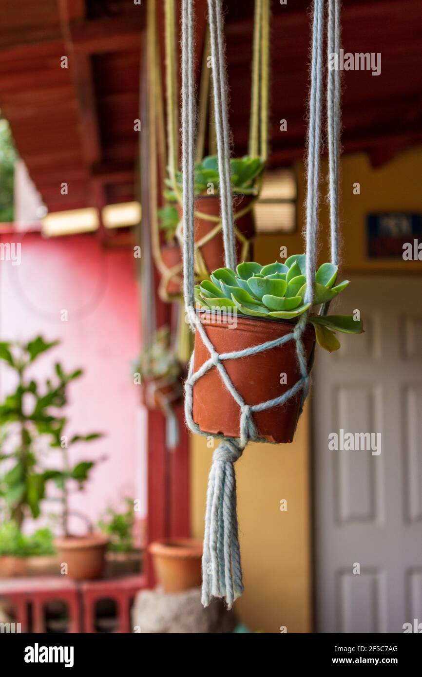 Sedum dans les pots en plastique orange sont suspendus par des cintres de corde d'un plafond de porche. Banque D'Images