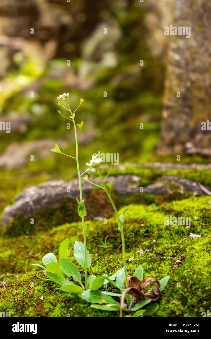 Une plante verte délicate pousse parmi la mousse humide et les pierres. Banque D'Images