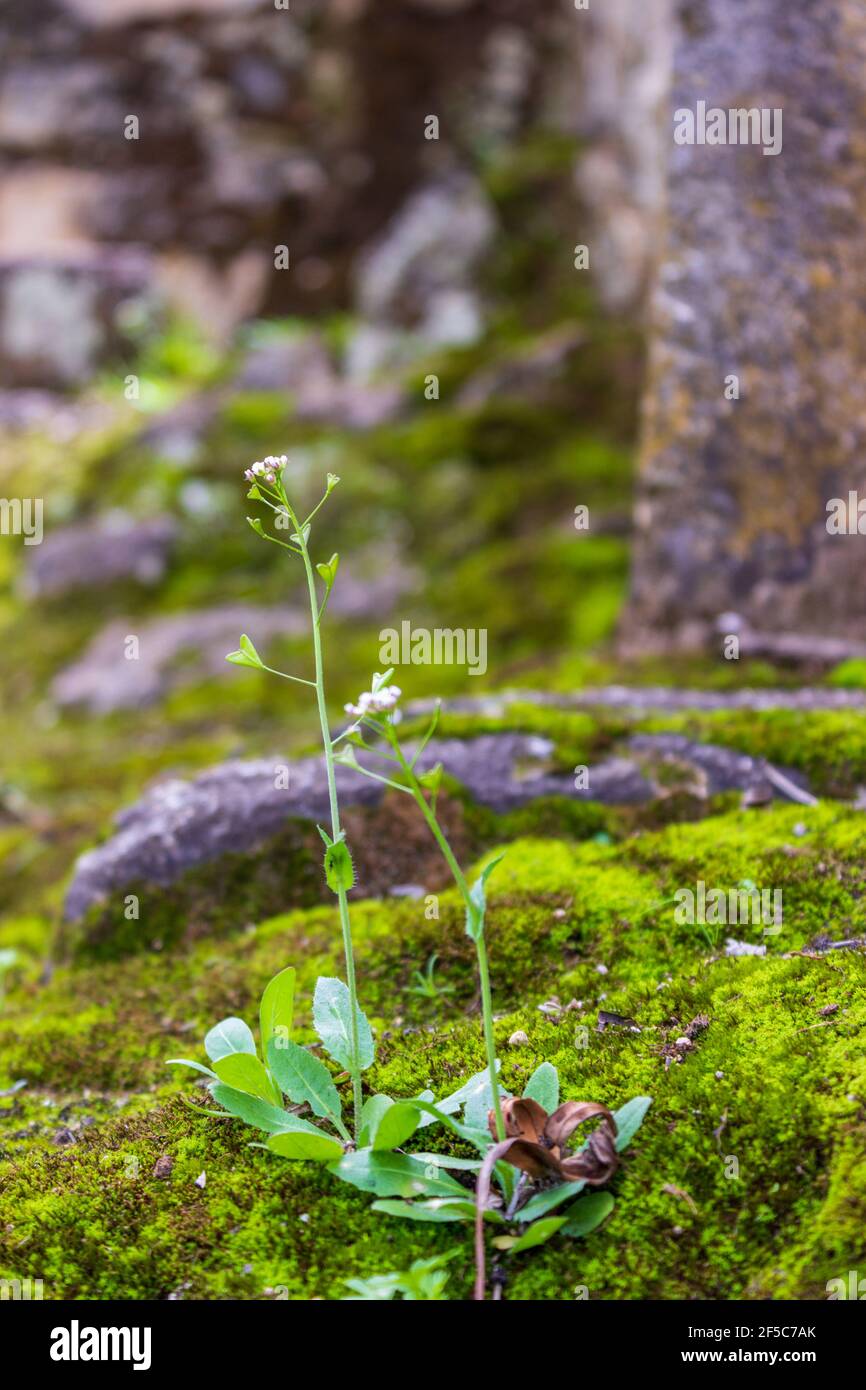 Une plante verte délicate pousse parmi la mousse humide et les pierres. Banque D'Images