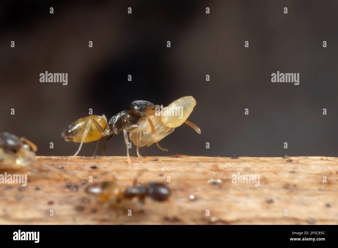 La photographie macro de Tiny Ant transportait des chiots pendant la course Sur le bras Banque D'Images