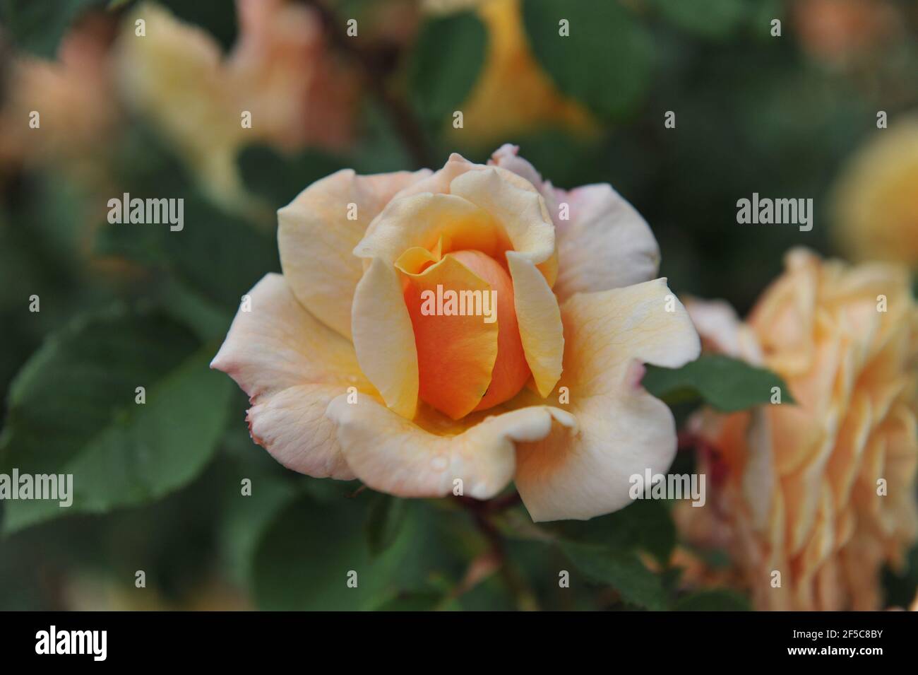 Abricot-jaune avec des tons roses jaune pâle hybride Caramella fleurit Un jardin en juin Banque D'Images