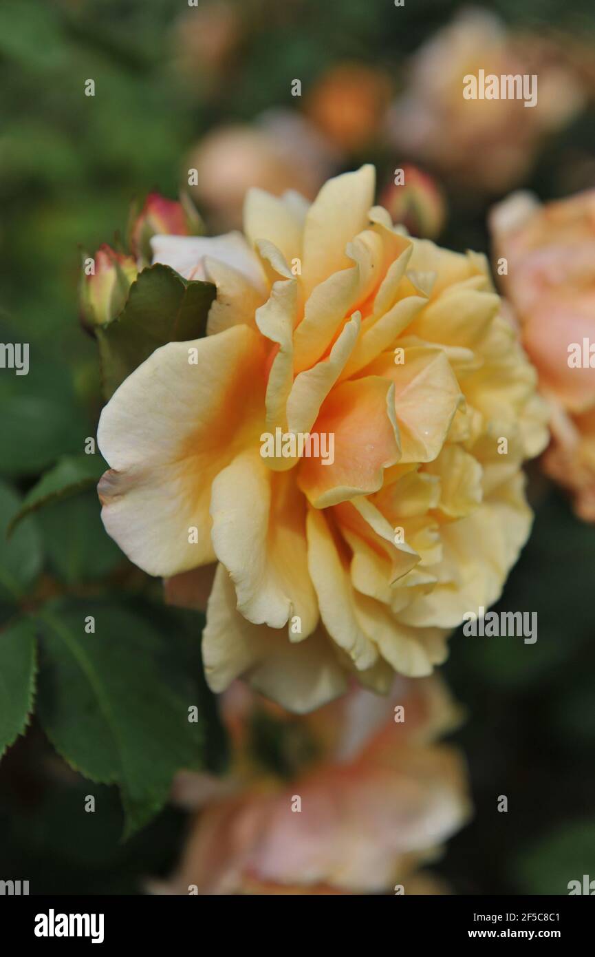 Abricot-jaune avec des tons roses jaune pâle hybride Caramella fleurit Un jardin en juin Banque D'Images