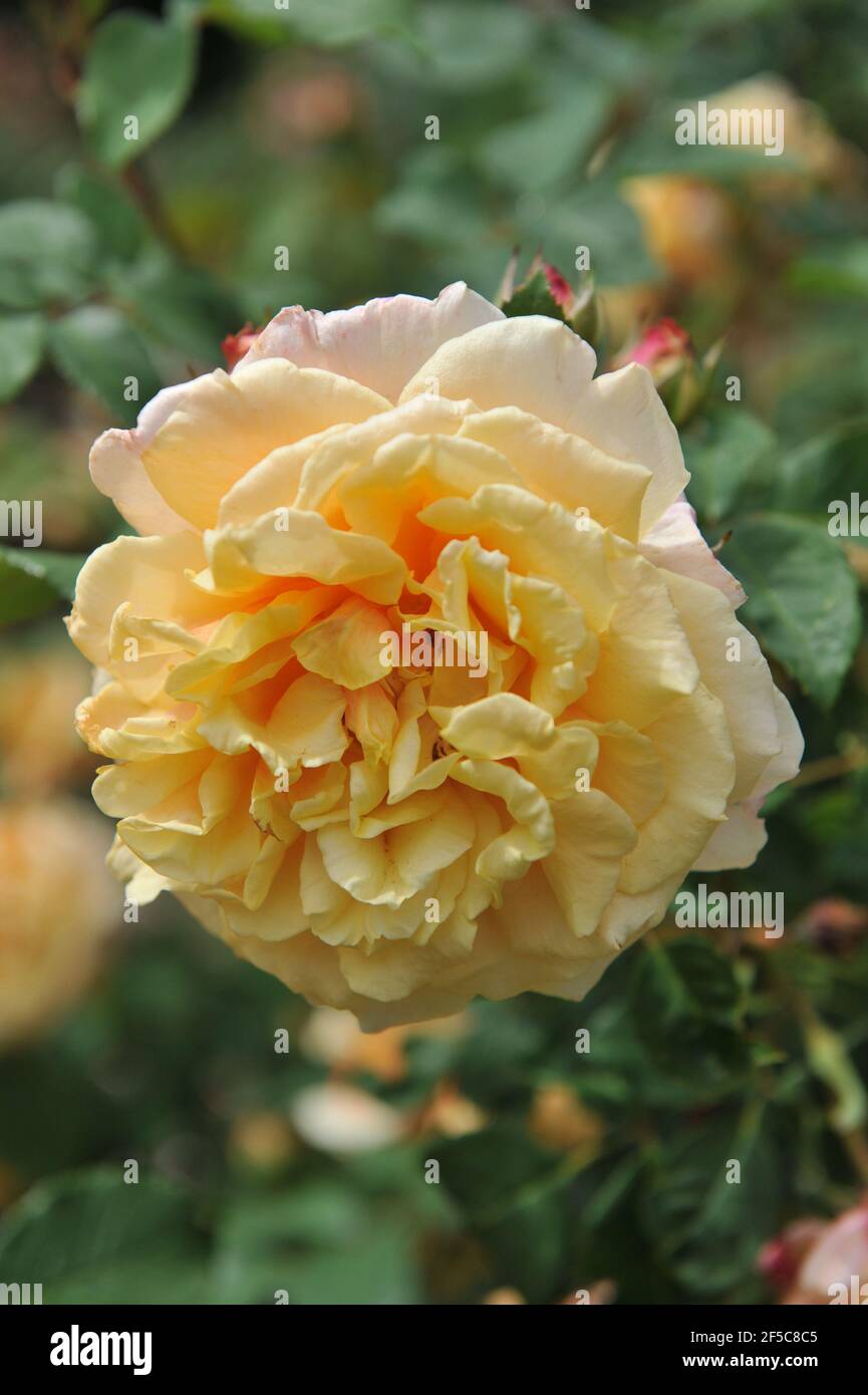 Abricot-jaune avec des tons roses jaune pâle hybride Caramella fleurit Un jardin en juin Banque D'Images