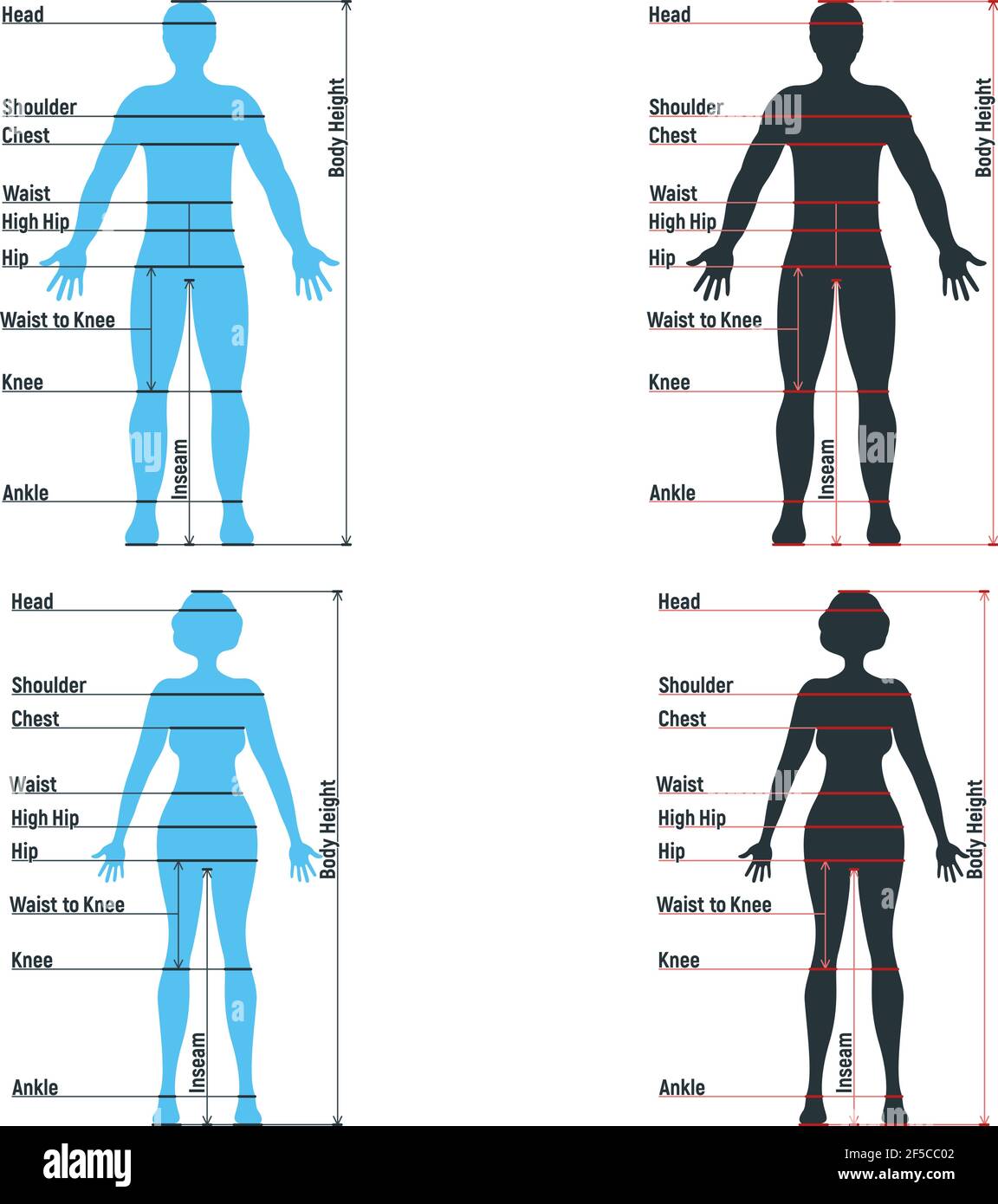 Tableau de taille femelle et mâle anatomie personnage humain, personnes maquette devant et vue latérale silhouette de corps, isolé sur blanc, illustration vectorielle plate. Voiture Illustration de Vecteur
