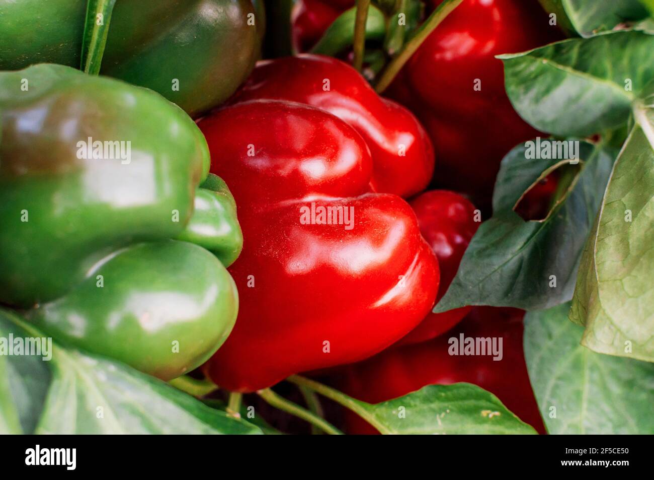 De magnifiques poivrons doux en gros plan. Paprika rouge juteuse fraîche entourée de poivrons verts qui ne sont pas mûrs. Agriculture - grande douce Banque D'Images