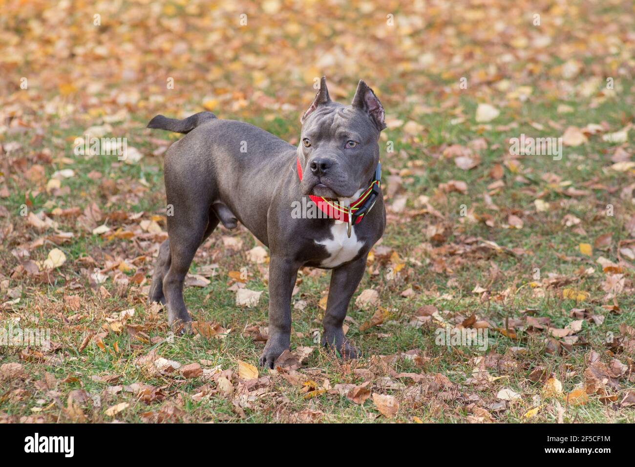 Le triste chiot de taureau américain se trouve dans le parc d'automne. Sept mois. Animaux de compagnie. Chien de race. Banque D'Images