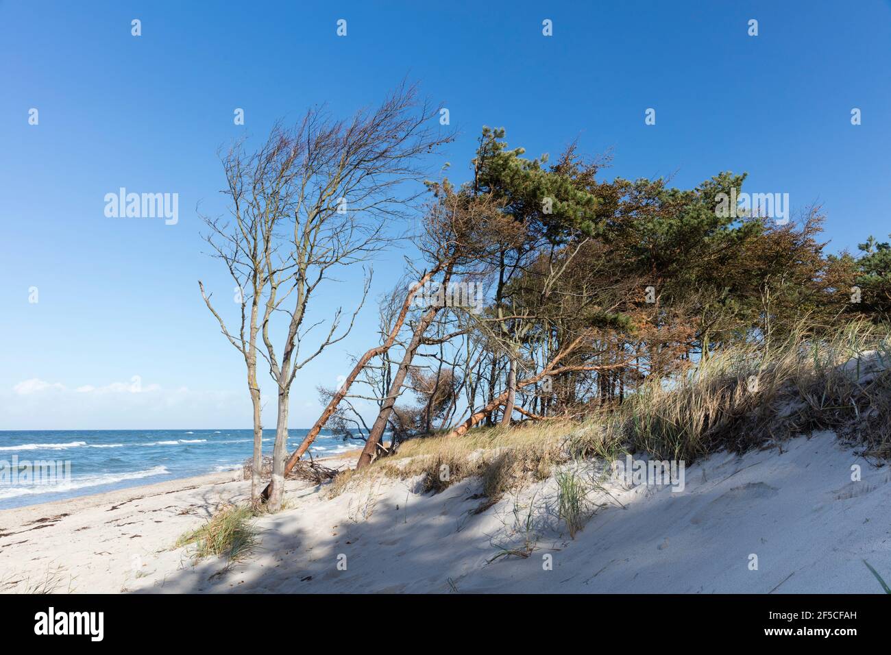 Géographie / voyage, Allemagne, Mecklenburg-Ouest Pomerania, Fischland-Darss-Zingst, Darss, Parc national , droits-supplémentaires-autorisation-Info-non-disponible Banque D'Images