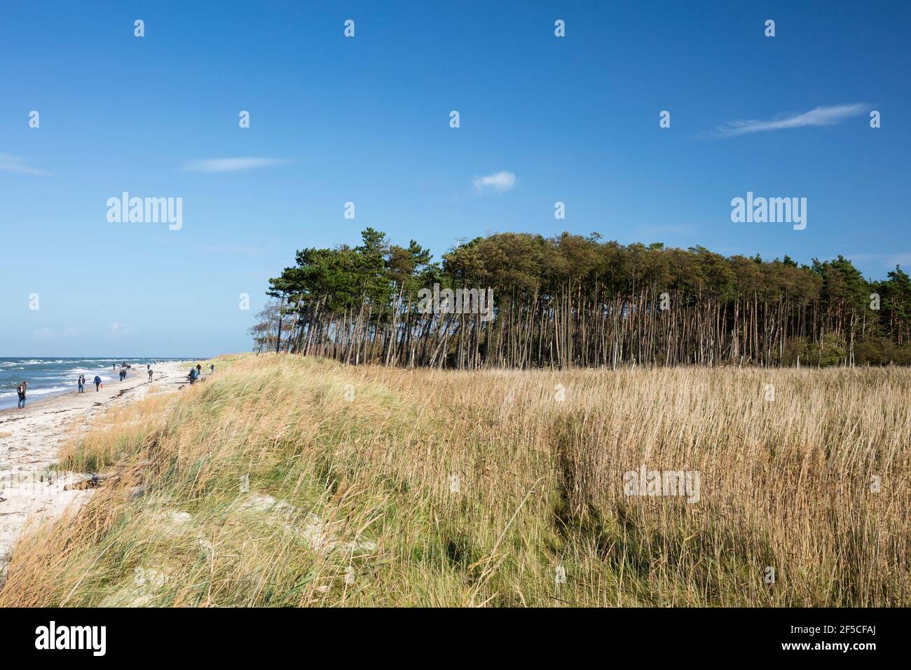 Géographie / voyage, Allemagne, Mecklenburg-Ouest Pomerania, Fischland-Darss-Zingst, Darss, Parc national , droits-supplémentaires-autorisation-Info-non-disponible Banque D'Images