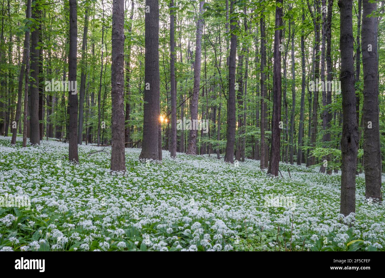 Géographie / voyage, Allemagne, Basse-Saxe, Bad Harzburg, temps de floraison de l'ail de l'ours dans le national , Additional-Rights-Clearance-Info-non-disponible Banque D'Images Géographie / voyage, Allemagne, Basse-Saxe, Bad Harzburg, temps de floraison de l'ail de l'ours dans le national , Additional-Rights-Clearance-Info-non-disponible Banque D'Images