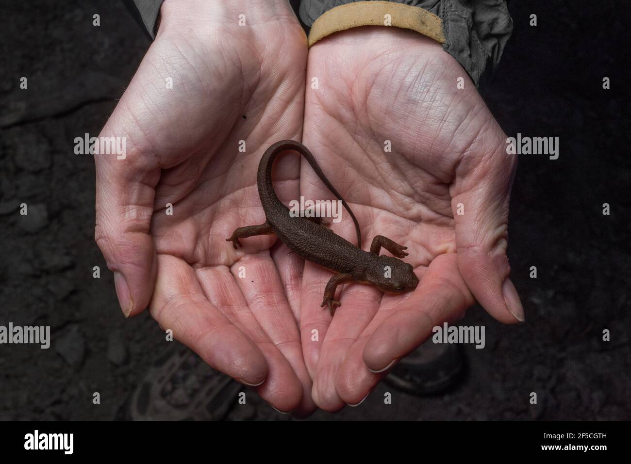 Un nouveau-né de Californie (Taricha torosa) repose dans une main d'observateurs, ces amphibiens contiennent de puissantes toxines s'ils sont consommés. Banque D'Images