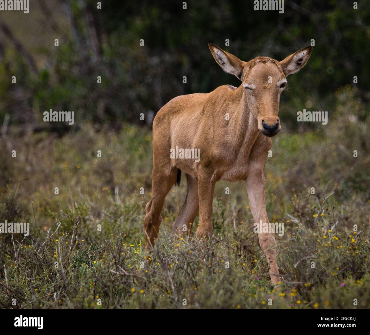 Hartebeest rouge (Alcelaphus buselaphus caama) ou (A. caama) gros plan de veau dans la nature fermant un oeil comme si wencrage Banque D'Images