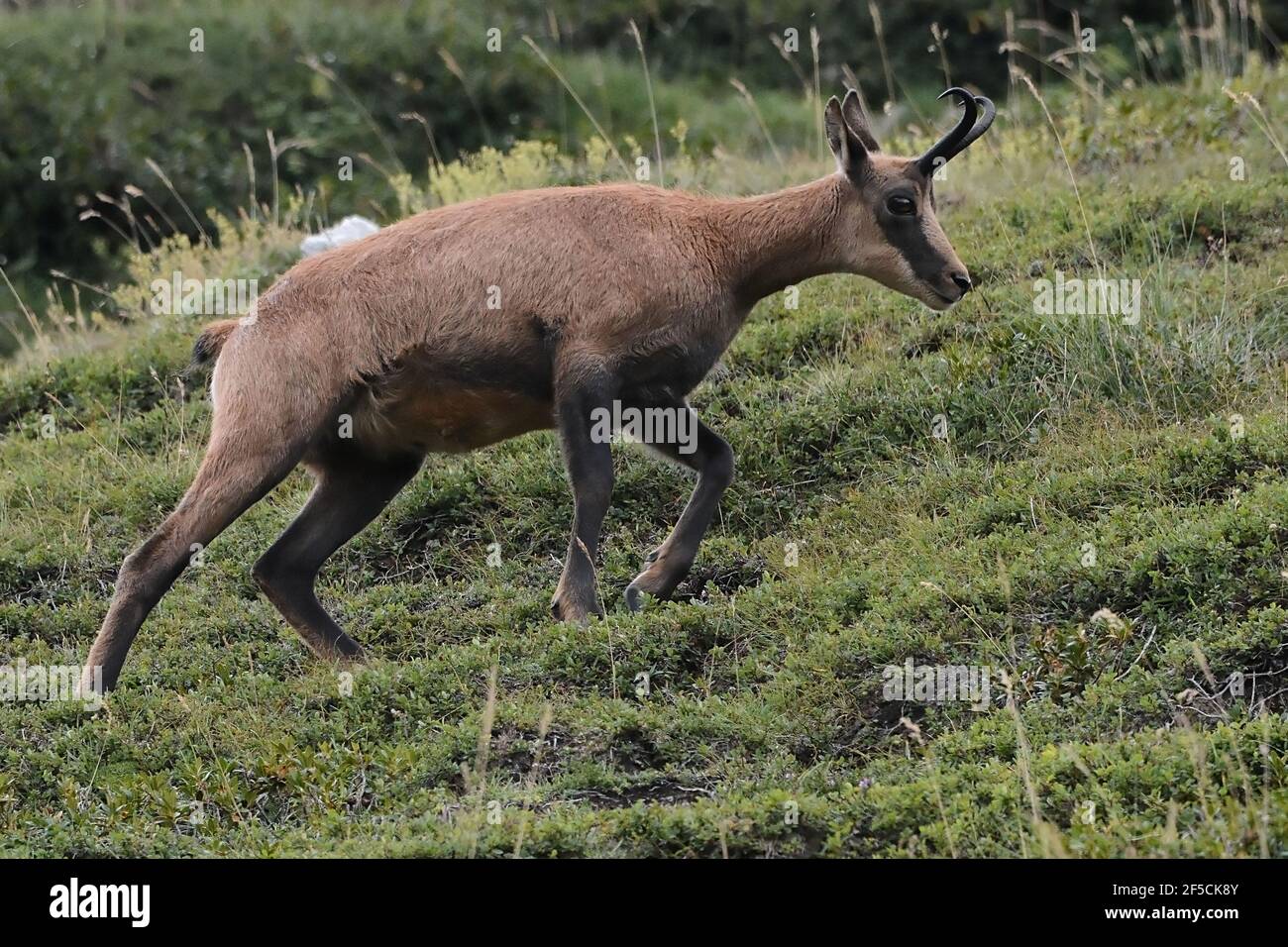 Un chamois pyrénéen - Rupicapra pyrénaïque - Pyrénés, France Banque D'Images