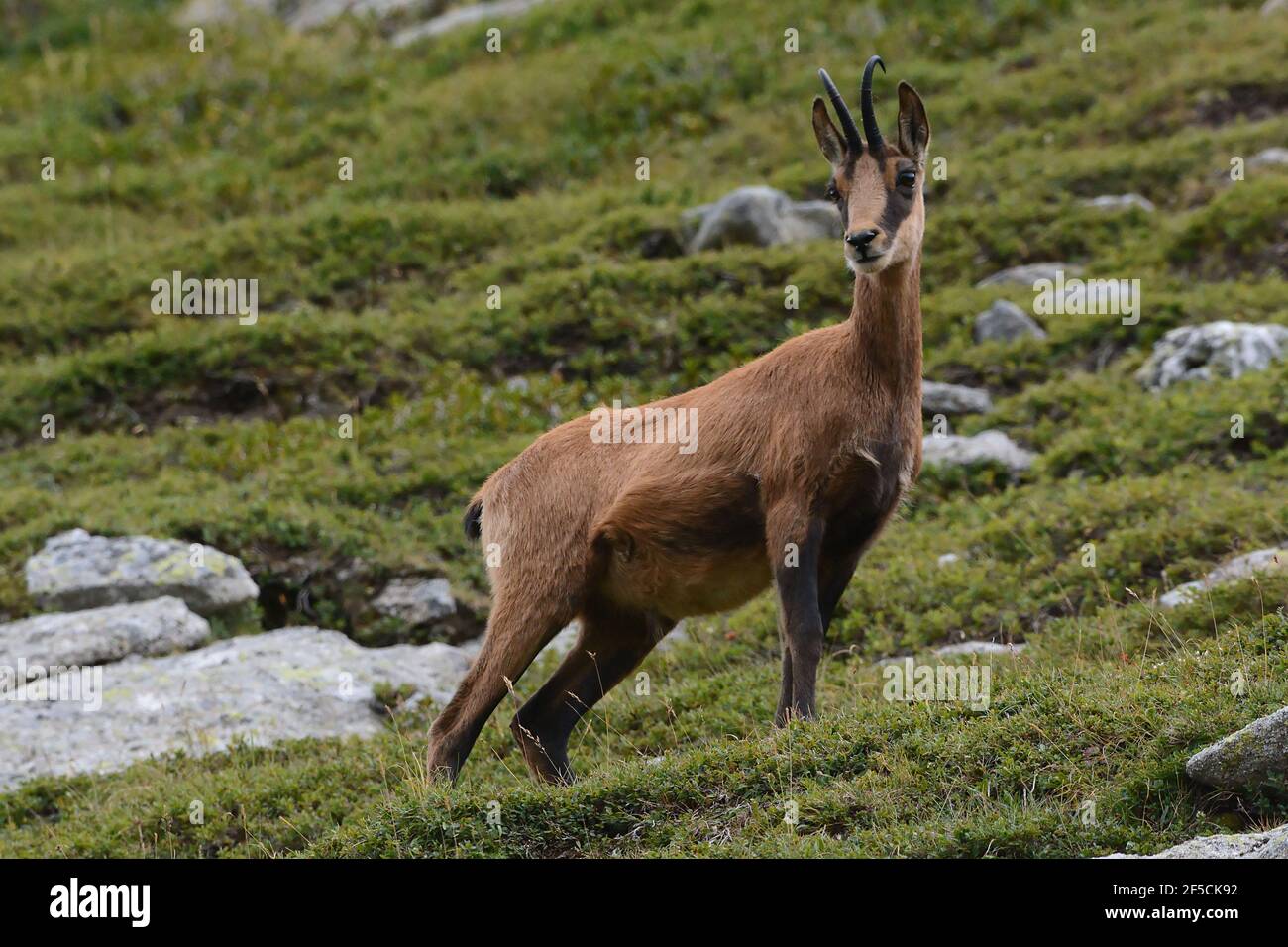 Un chamois pyrénéen - Rupicapra pyrénaïque - Pyrénés, France Banque D'Images