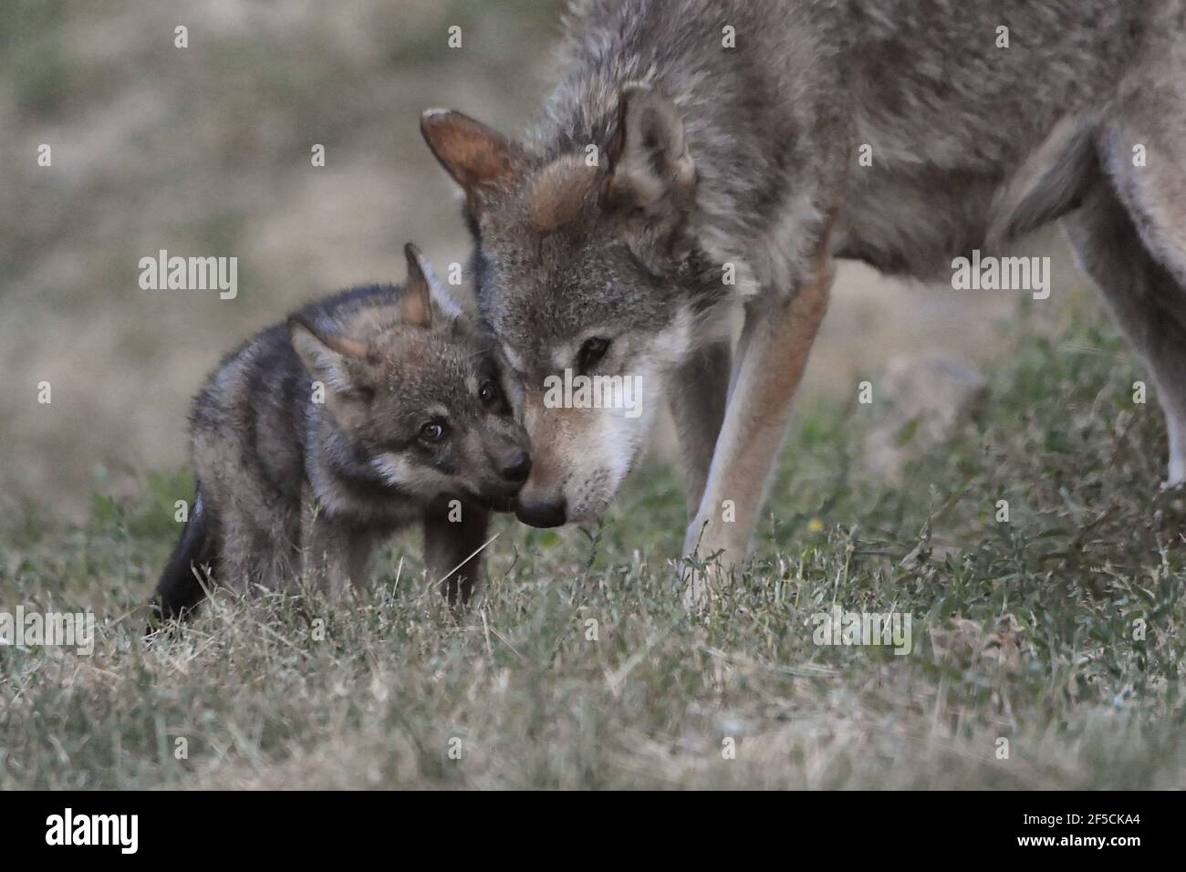 Loups Captifs Canis Lupus Lupus Mere Et Bebe Parc Animalier De Casteil Pyrenees Orientales France Photo Stock Alamy