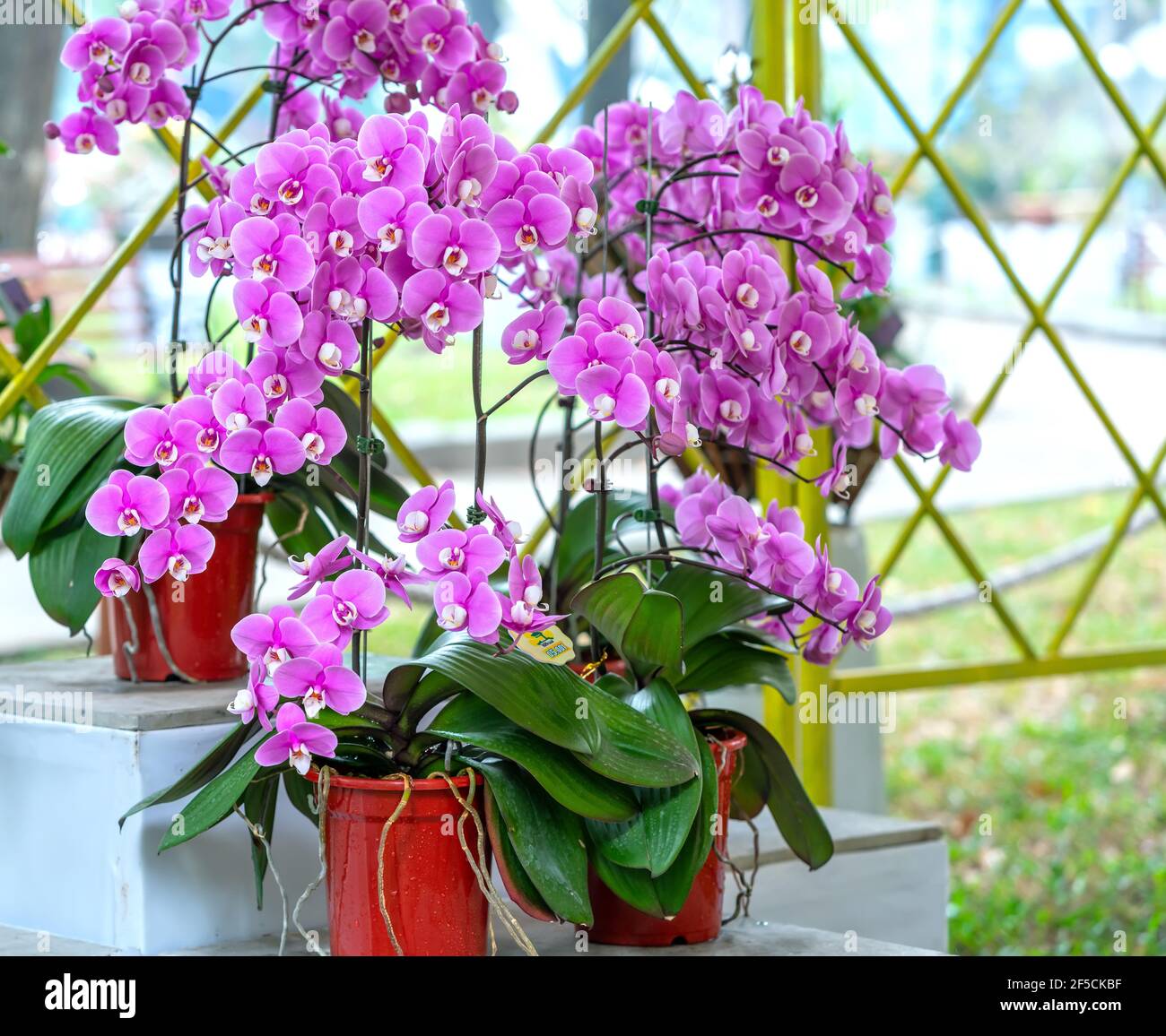 Les orchidées de Phalaenopsis fleurissent au printemps lunaire nouvel an  2021 ornent la beauté de la nature, une rare orchidée sauvage décorée dans  des jardins tropicaux Photo Stock - Alamy