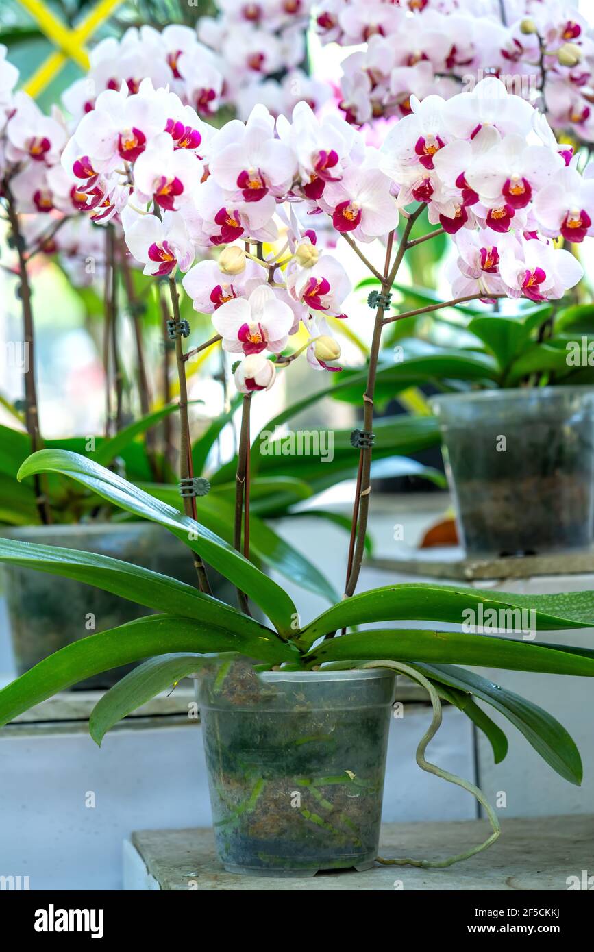 Les orchidées de Phalaenopsis fleurissent au printemps lunaire nouvel an  2021 ornent la beauté de la nature, une rare orchidée sauvage décorée dans  des jardins tropicaux Photo Stock - Alamy