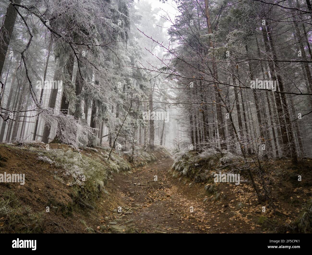 Forêt sinistre et sombre en hiver, couverte de brouillard et de neige blanche. Une atmosphère incroyable et spectaculaire. Banque D'Images