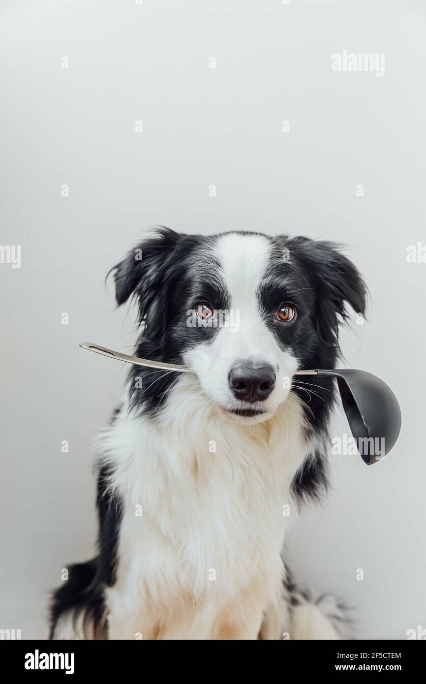 Portrait amusant de joli chien de chiot bordure collie tenant cuisine cuillère louche dans la bouche isolé sur fond blanc. Dîner de cuisine avec chien de chef. Maison FO Banque D'Images