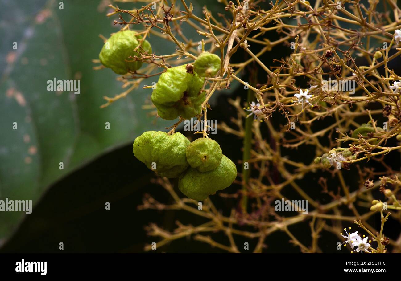 Graines de teck (Tectona grandis), disposées en grappes denses à l'extrémité des branches, à Gunung Kidul, Yogyakarta, Indonésie Banque D'Images