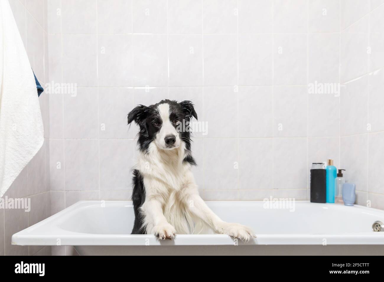 Drôle portrait intérieur de chien de chiot bordure collie assis dans le bain obtient bulle bain douche avec le shampooing. Mignon petit chien mouillé dans la baignoire dans le toilettage s Banque D'Images