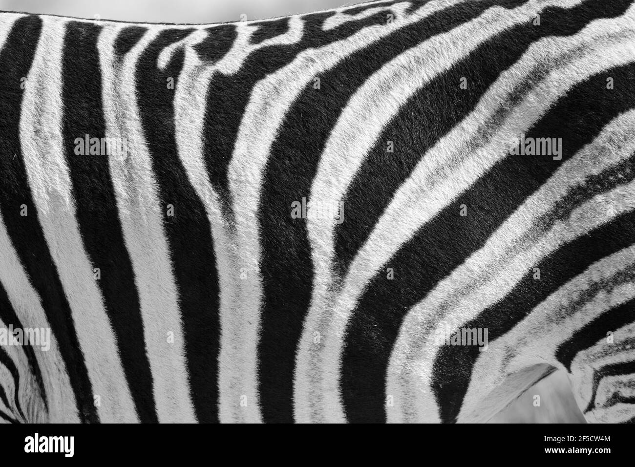 Motif à rayures zèbre (Equus burchelli) gros plan en noir et blanc. Parc national d'Etosha, Namibie Banque D'Images