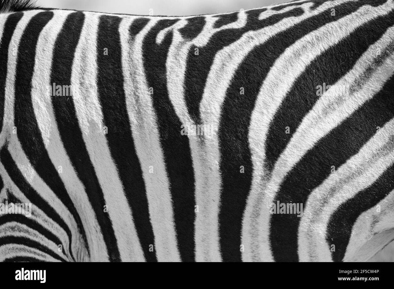 Motif à rayures zèbre (Equus burchelli) gros plan en noir et blanc. Parc national d'Etosha, Namibie Banque D'Images