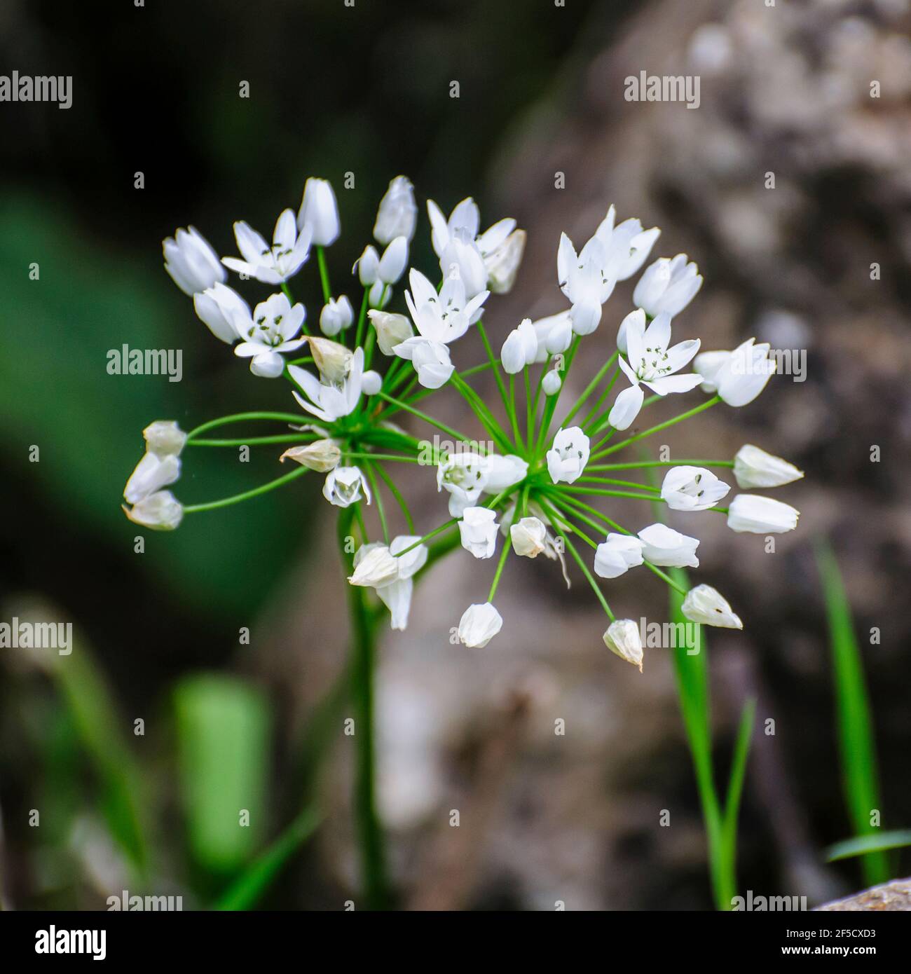 Fleur plante d'Allium sauvage (ail). Photographié en Israël en mars Banque D'Images