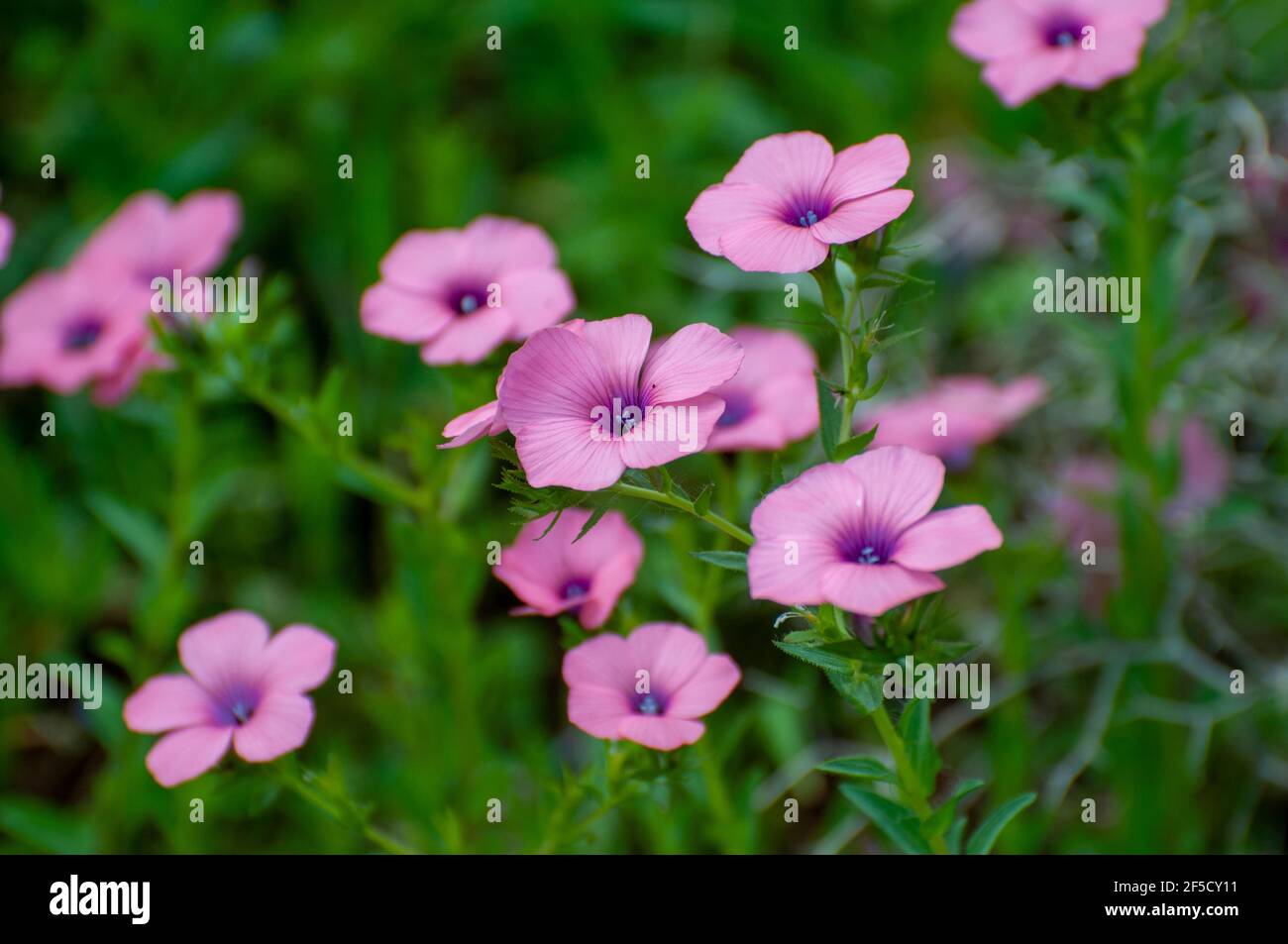 Linum pubescens, le lin rose poilu, Banque D'Images