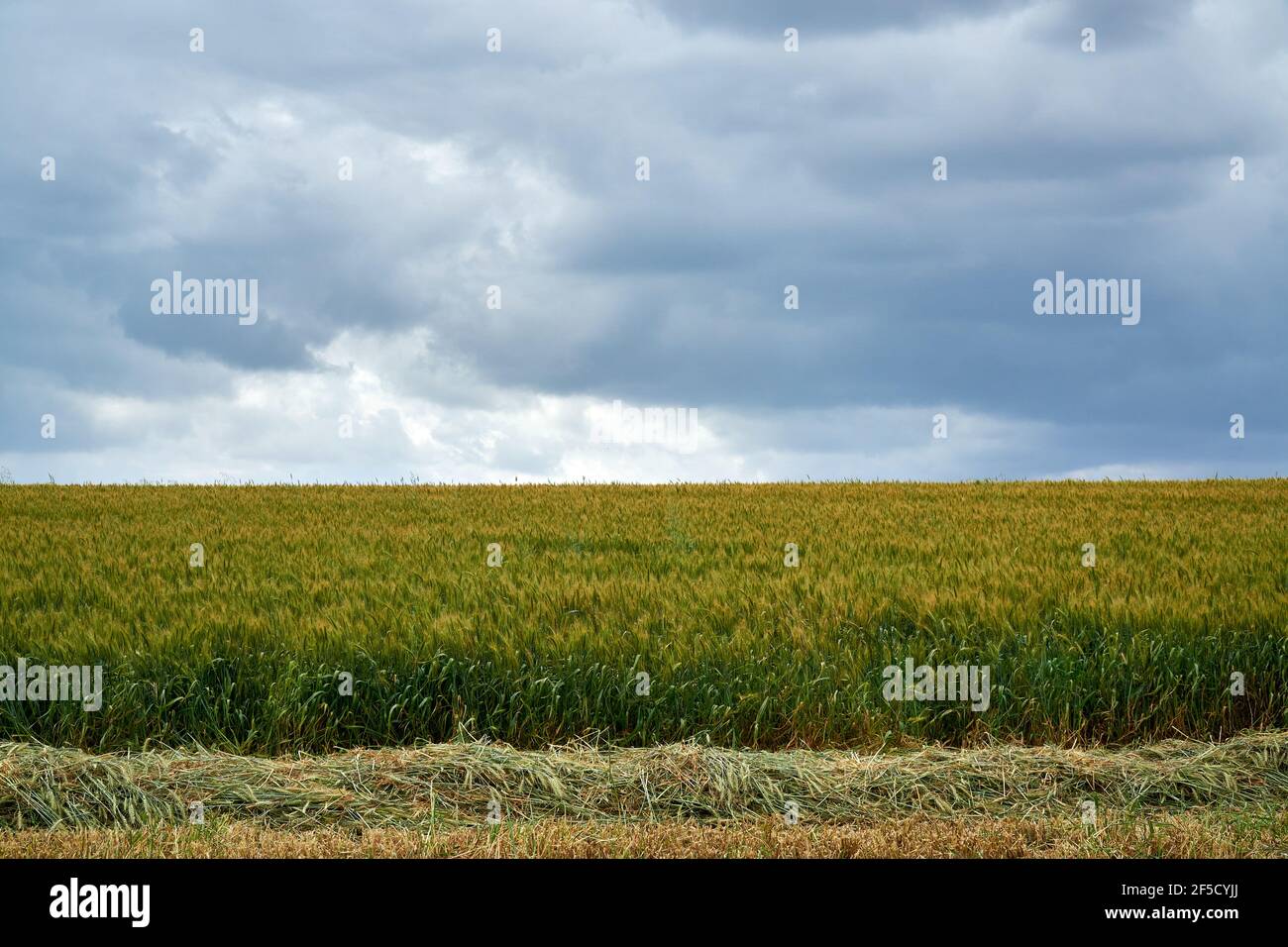 Champ de blé jaune-vert jeune et ciel nuageux. Banque D'Images