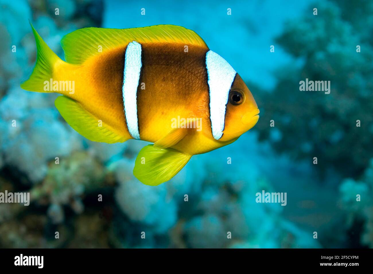 Poissonclowfish de la mer Rouge, poissonanemonefish à deux bandes, Amphiprion bicintus, récif