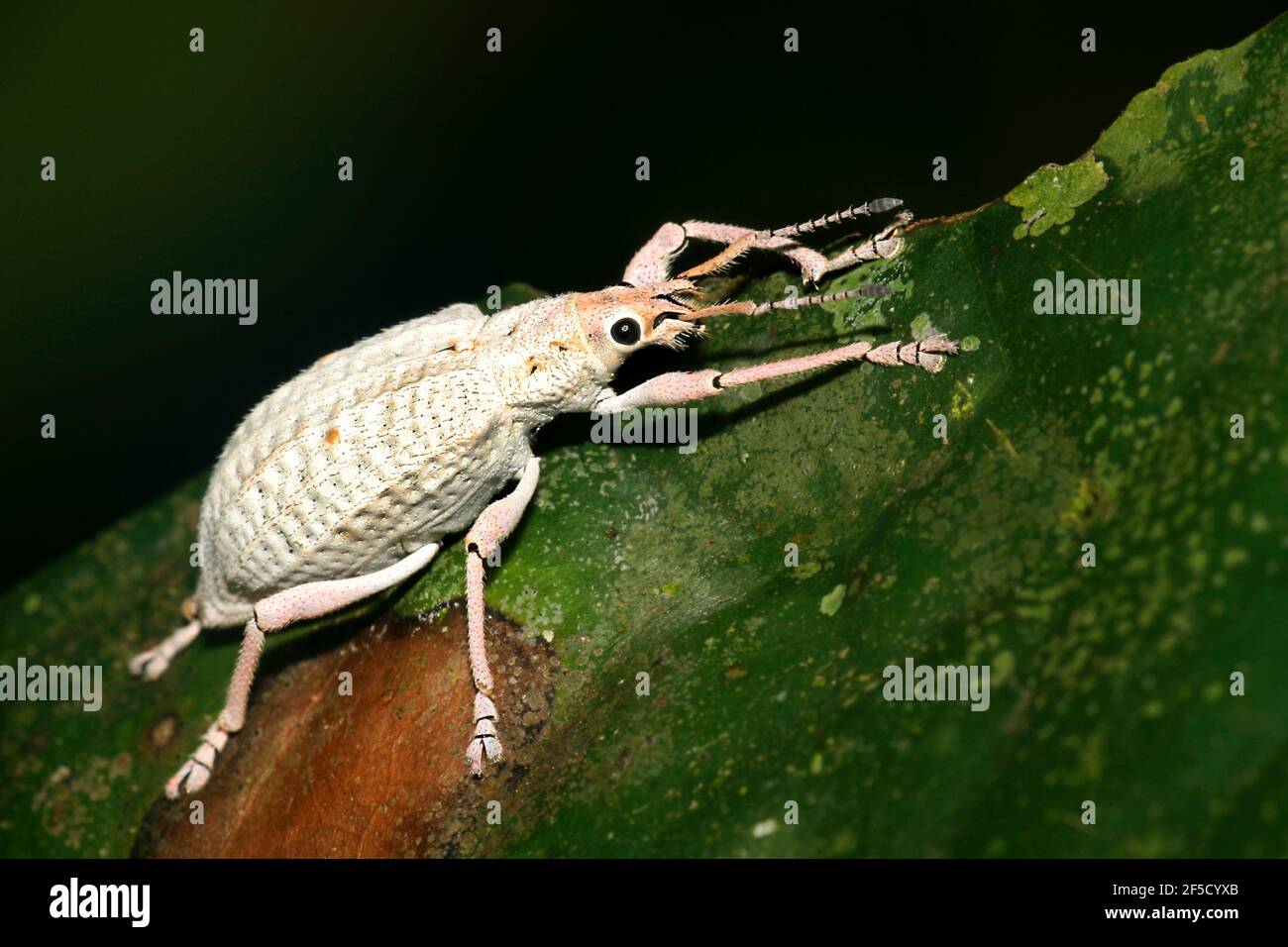 Albino Weevil, Beetle, Curculionidae, Forêt tropicale, bassin de la rivière Napo, Amazonie, Equateur, Amérique Banque D'Images