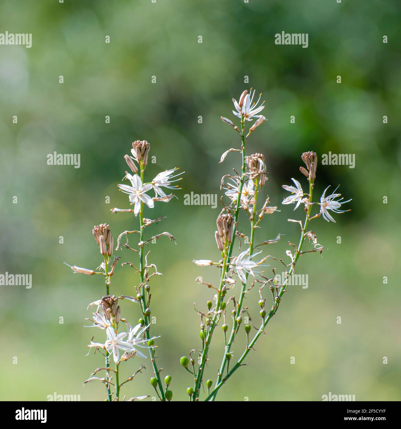 Asphodelus ramosus, également connu sous le nom d'asphodel ramifié, est une plante vivace dans l'ordre des asperges. Photographié en Israël en février Banque D'Images
