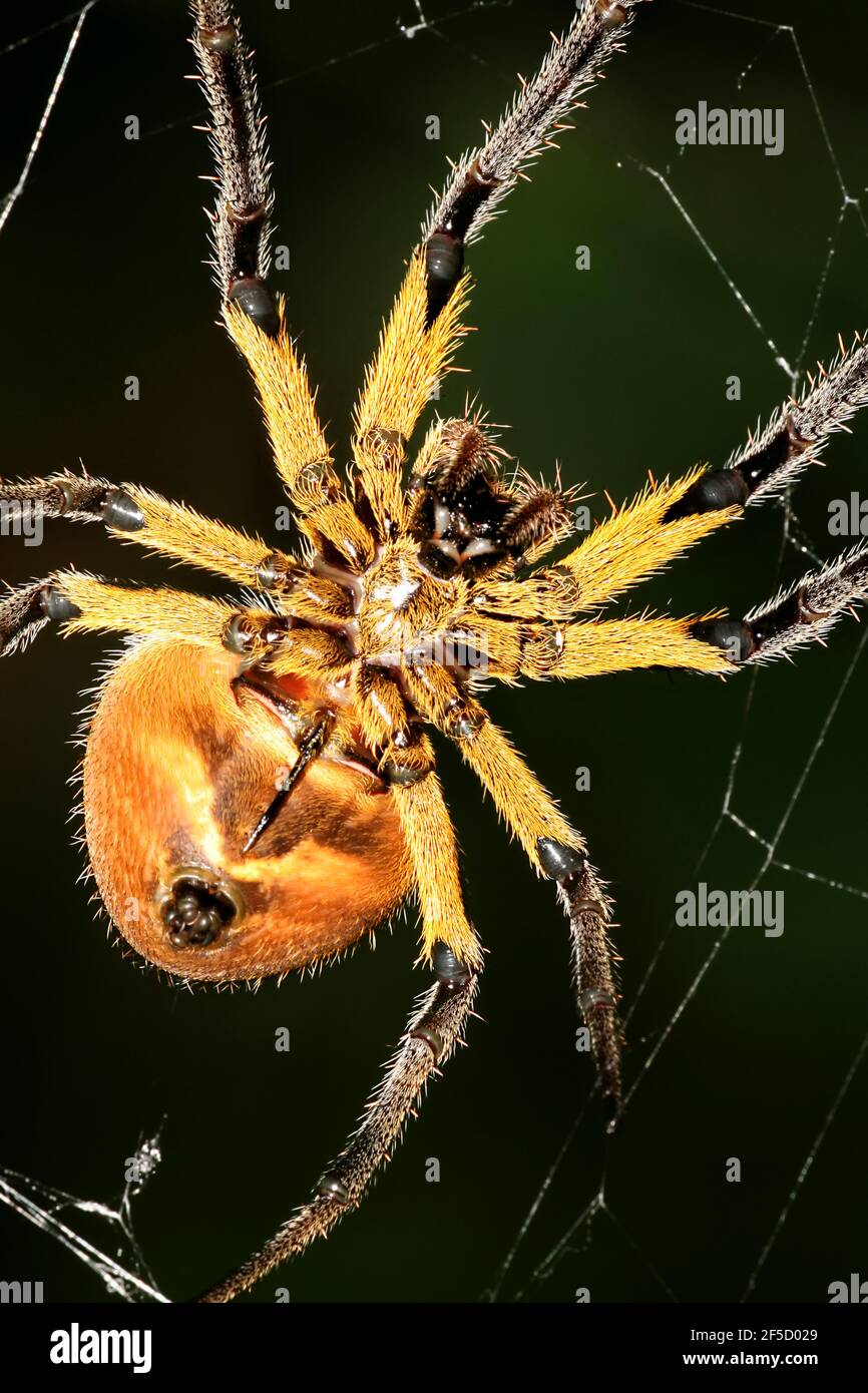 Araignée tropicale, forêt tropicale, bassin de la rivière Napo, Amazonie, Equateur, Amérique Banque D'Images