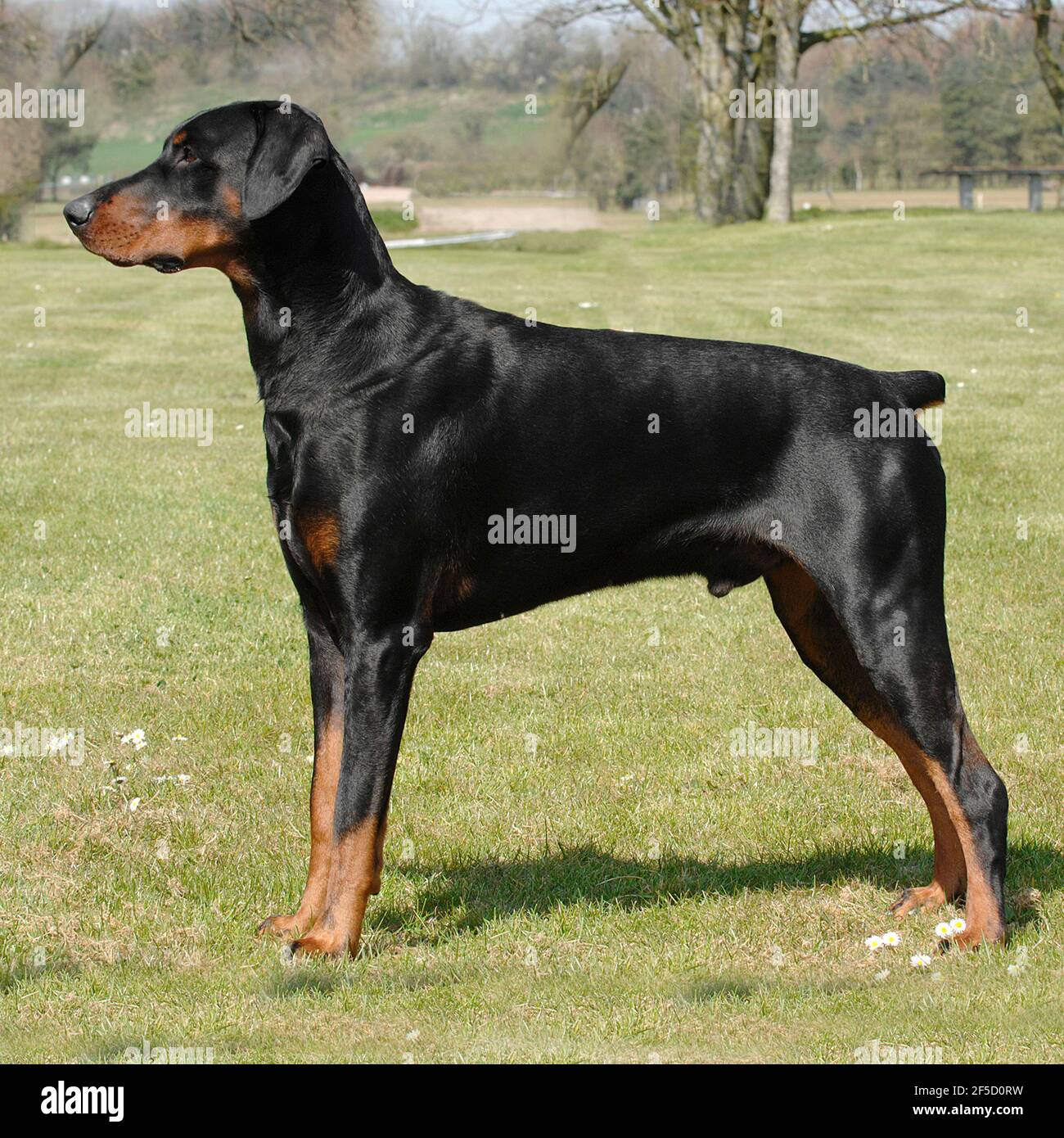 Doberman Pinscher, chien dobermann Banque D'Images