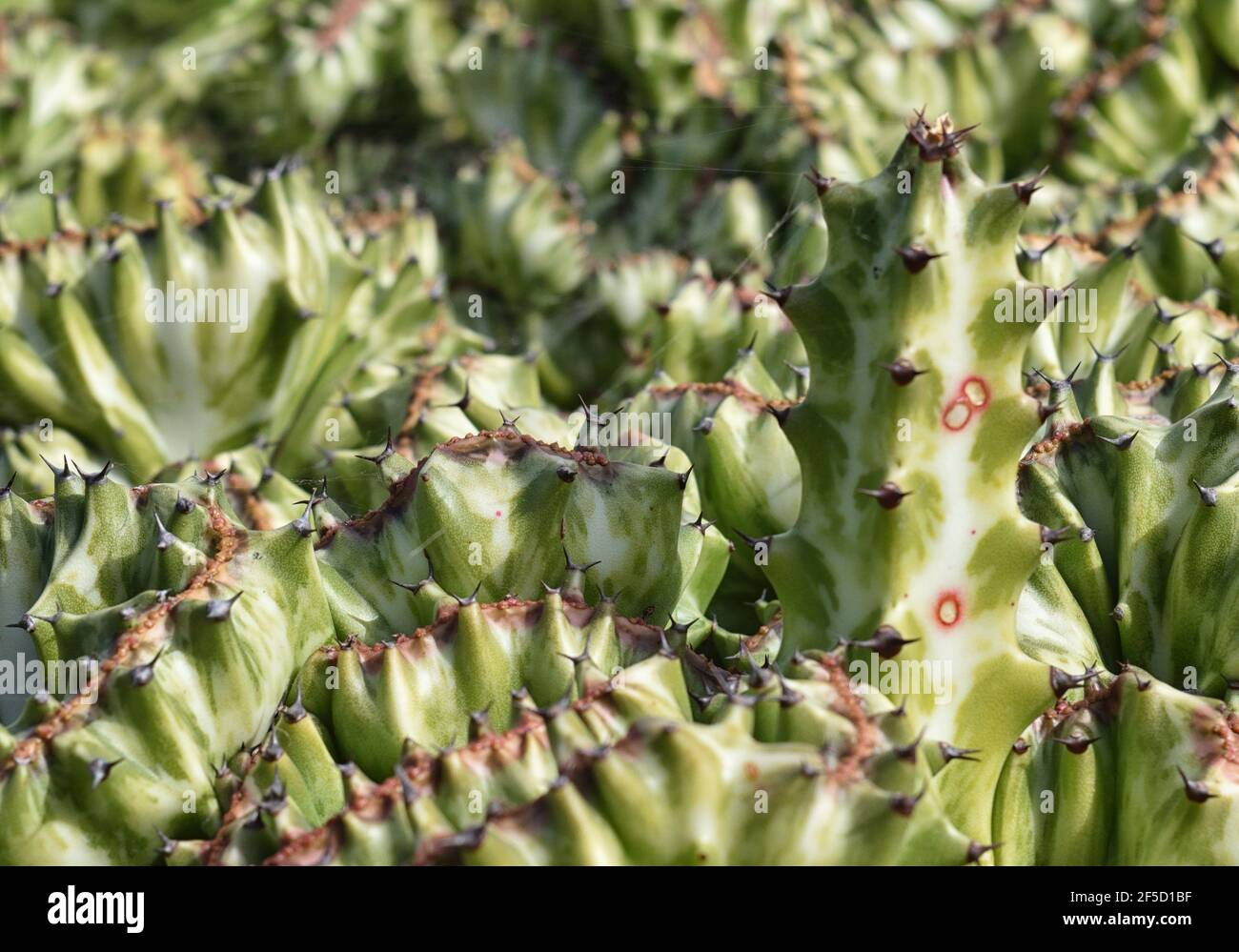 Parfois appelé la plante candélabre, la plante candélabre à crête, euphorbia à crête, ou elkhorn à crête, il ressemble à un corail inhabituel Banque D'Images