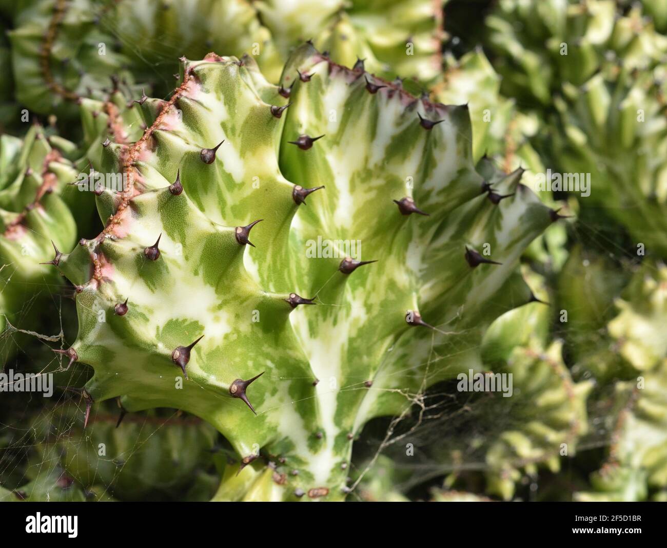 Parfois appelé la plante candélabre, la plante candélabre à crête, euphorbia à crête, ou elkhorn à crête, il ressemble à un corail inhabituel Banque D'Images