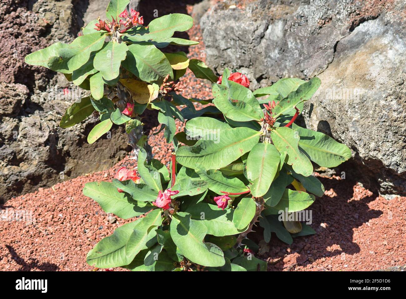 Natif de Madegascar. Aussi appelé Christ plante, ou Christ thorn.le nom commun est une référence à la couronne d'épines de Jésus Banque D'Images