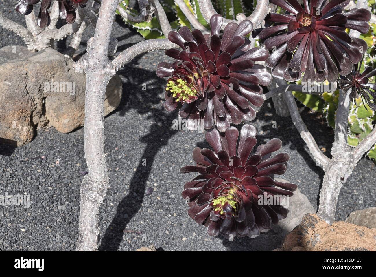 Aeonium arboreum atropurpureum, arbre houseek Banque D'Images