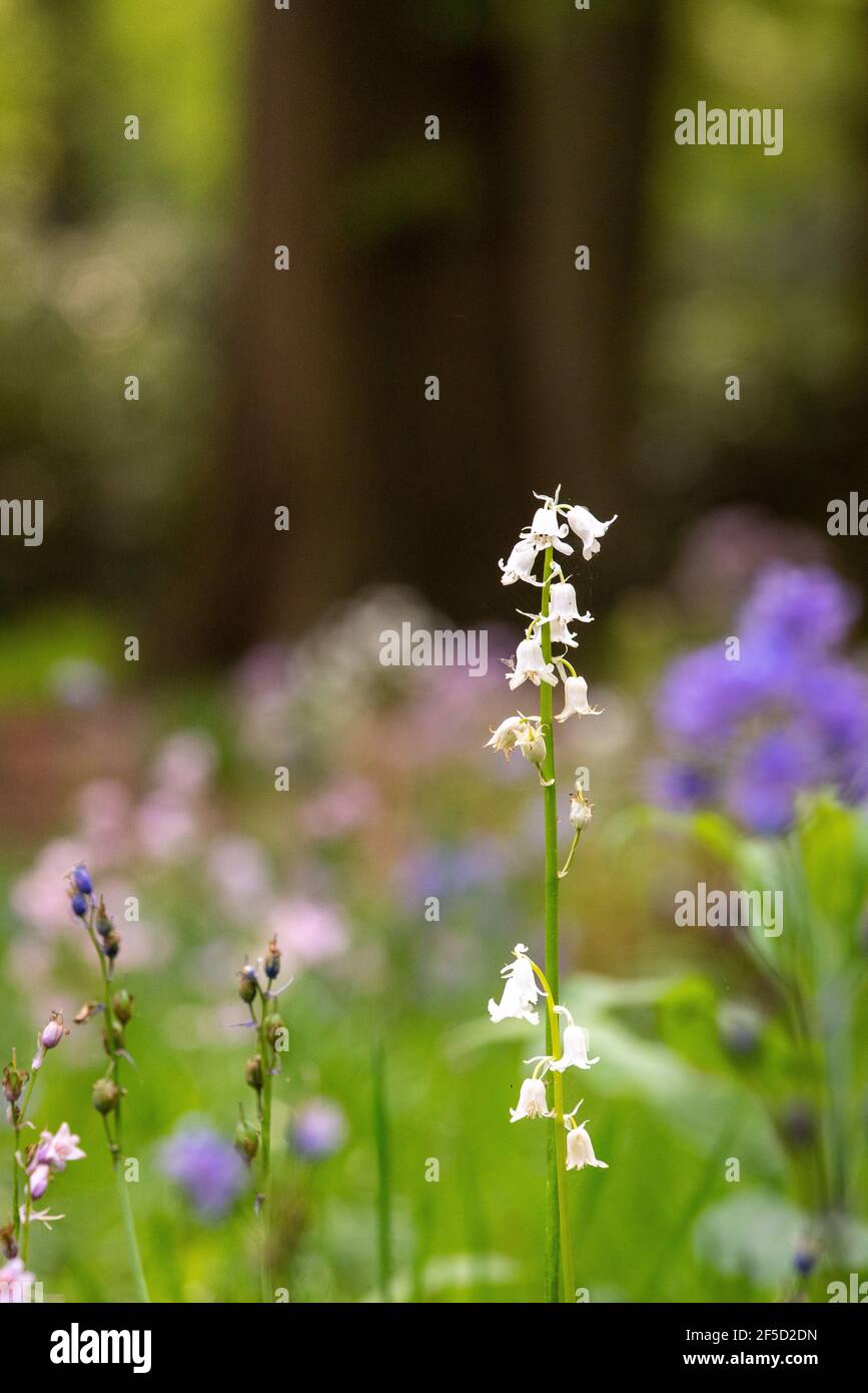 Spanish bluebell se trouve sur un point ouvert dans le forêt avec d'autres fleurs Banque D'Images