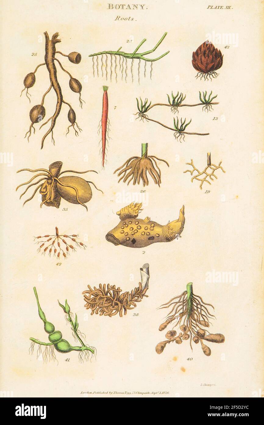 Racines dessinées à la main partie des images botaniques représentant le système de classification de Linnean [Carl Linnaeus (23 mai 1707 – 10 janvier 1778), également connu après son ennoblatement comme Carl von Linné était un botaniste suédois, un zoologiste, un taxonomiste et un médecin qui formalise la nomenclature binomiale, le système moderne de dénomination des organismes. Il est connu comme le « père de la taxonomie moderne ». Beaucoup de ses écrits étaient en latin, et son nom est rendu en latin comme Carolus Linnæus (après 1761 Carolus a Linné). Publié par T. Tegg à Londres en 1826 Banque D'Images