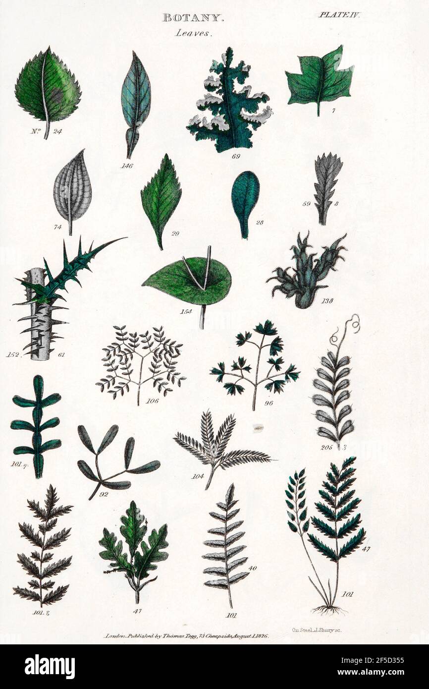 Feuilles dessinées à la main partie des images botaniques représentant le système de classification de Linnean [Carl Linnaeus (23 mai 1707 – 10 janvier 1778), également connu après son ennoblatement comme Carl von Linné était un botaniste suédois, un zoologiste, un taxonomiste et un médecin qui formalise la nomenclature binomiale, le système moderne de dénomination des organismes. Il est connu comme le « père de la taxonomie moderne ». Beaucoup de ses écrits étaient en latin, et son nom est rendu en latin comme Carolus Linnæus (après 1761 Carolus a Linné). Publié par T. Tegg à Londres en 1826 Banque D'Images