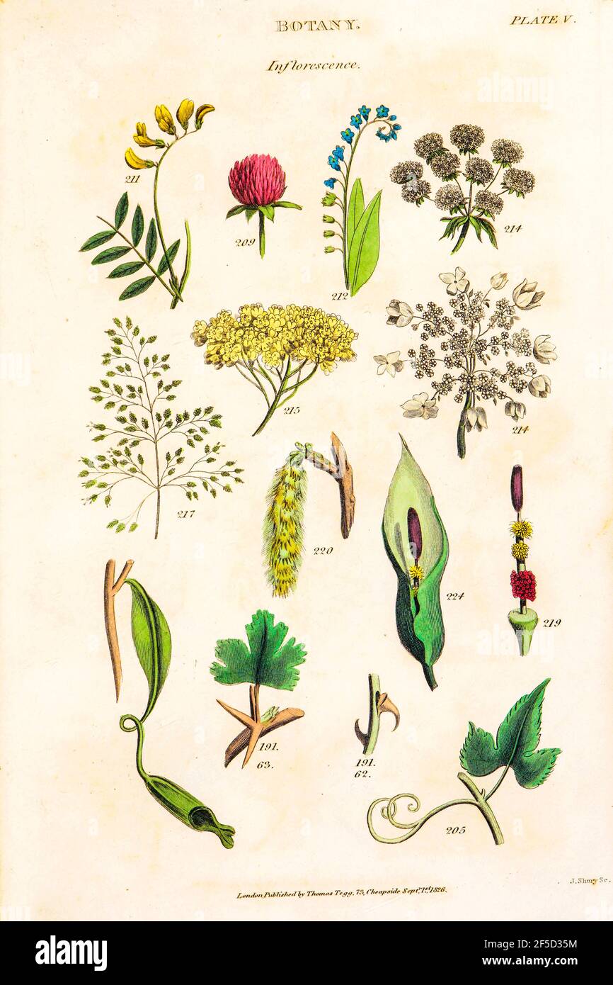 Inflorescence dessinée à la main partie des images botaniques représentant le système de classification de Linnean [Carl Linnaeus (23 mai 1707 – 10 janvier 1778), également connu après son ennoblement comme Carl von Linné était un botaniste suédois, un zoologiste, un taxonomiste et un médecin qui formalise la nomenclature binomiale, le système moderne de dénomination des organismes. Il est connu comme le « père de la taxonomie moderne ». Beaucoup de ses écrits étaient en latin, et son nom est rendu en latin comme Carolus Linnæus (après 1761 Carolus a Linné). Publié par T. Tegg à Londres en 1826 Banque D'Images