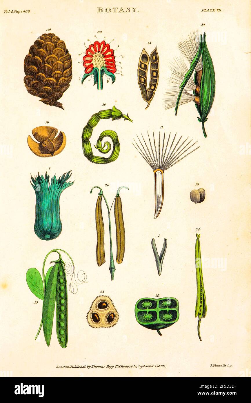 Parties de plantes dessinées à la main Images botaniques représentant le système de classification de Linnean [Carl Linnaeus (23 mai 1707 – 10 janvier 1778), également connu après son ennoblement comme Carl von Linné était un botaniste suédois, un zoologiste, un taxonomiste et un médecin qui formalise la nomenclature binomiale, le système moderne de dénomination des organismes. Il est connu comme le « père de la taxonomie moderne ». Beaucoup de ses écrits étaient en latin, et son nom est rendu en latin comme Carolus Linnæus (après 1761 Carolus a Linné). Publié par T. Tegg à Londres en 1826 Banque D'Images