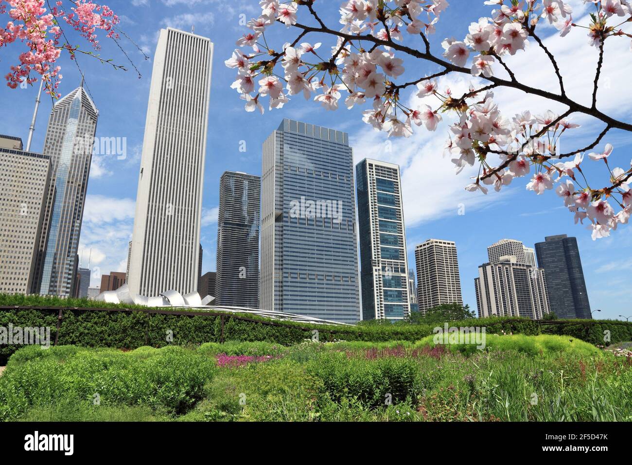 Printemps à Chicago, Illinois. Horizon de Chicago avec cerisiers en fleurs. Banque D'Images
