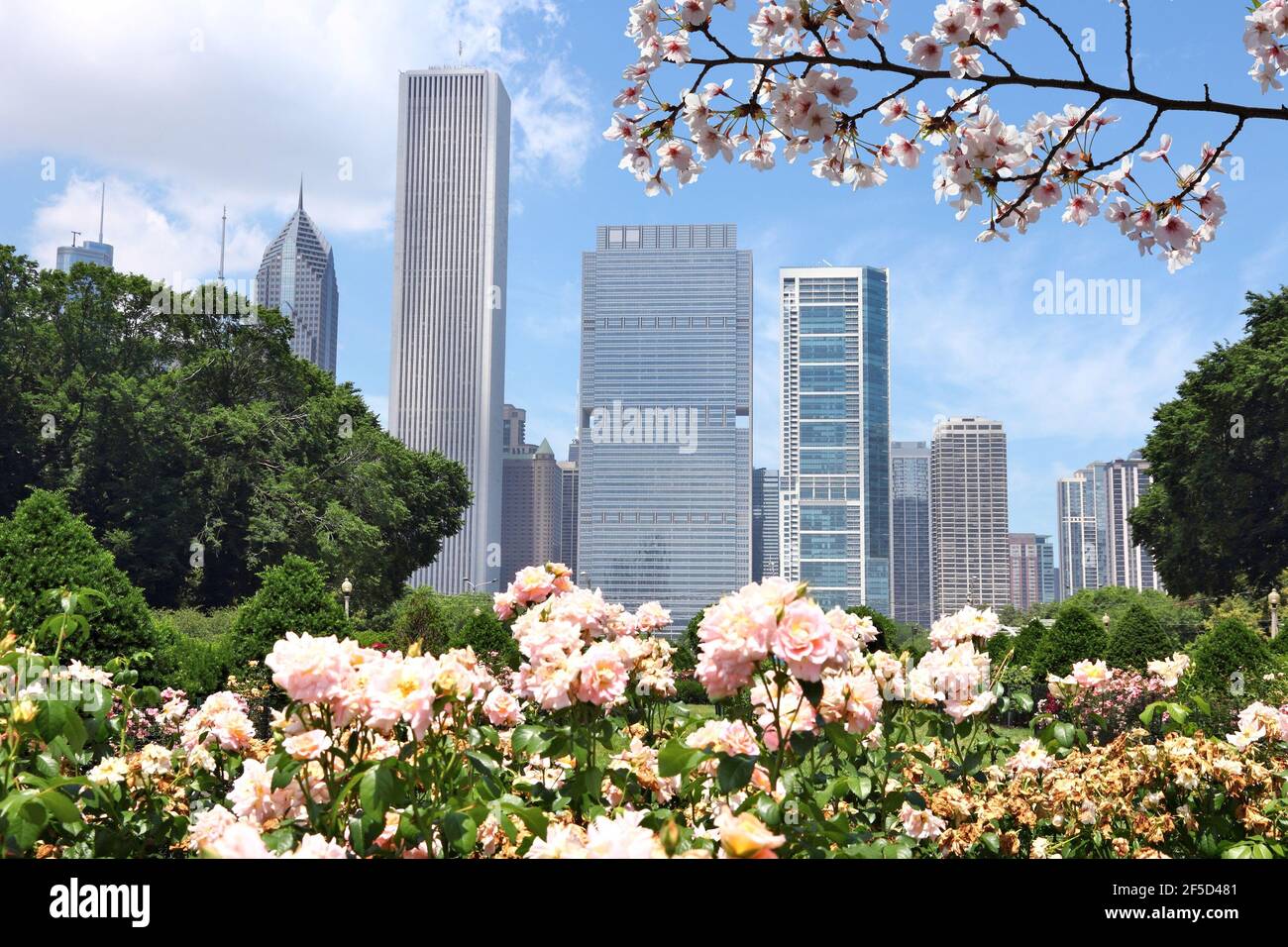 Printemps à Chicago, Illinois. Horizon de Chicago avec cerisiers en fleurs. Banque D'Images